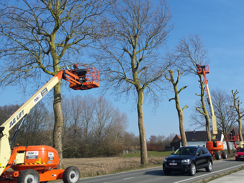 Snoeien en vellen van bomen